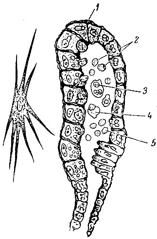 Рис 6. Звездчатая клетка молочной железы (сильное увеличение). Справа—альвеола в продольном разрезе: 1 — звездчатые клетки на альвеоле; 2 — капельки молочного жира; 3 — капельки молочного жира в протоплазме клетки, которая отделилась от стенки альвеолы; 4 — капельки молочного жира вместе с отторгнутой частью секреторной клетки; 5 — ядра секреторных клеток, вышедшие из протоплазмы. На рисунке видно, в какой последовательности образуется молоко