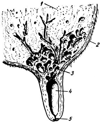 Рис. 8. Сосок и цистерна вымени (продольный разрез): 1 - железистая ткань; 2 - кожа на вымени; 3 - цистерна; 4 - сосковая полость; 5 - выводной канал