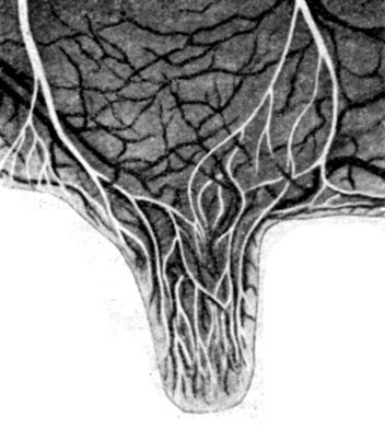 Рис. 13. Соски коровы богато снабжены нервами (белые линии)