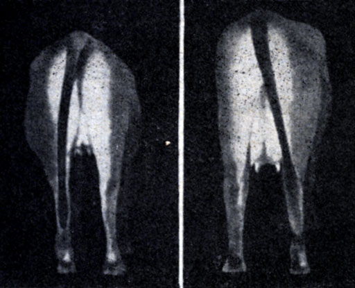 Рис. 21. У этой двухлетней телки развитие вымени было достигнуто при помощи подкожного введения искусственного эстрогена. Слева - животное до опыта, справа - то же животное 3 месяца спустя. Введение гормона после этого продолжалось еще 3 недели, до тех пор, пока не началась лактация. Эта телка давала столько же молока, сколько и ее сестра после отела