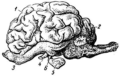 Рис. 25. Головной мозг коровы: 1 - большой мозг; 2 - мозжечок; 3 - обонятельная доля мозга; 4 - отрезок зрительного нерва; 5 - гипофиз, соединенный с мозюм ножкой; 6 - ножка гипофиза