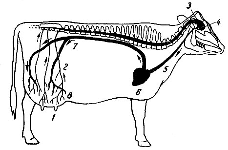 Рис. 30. Рефлекс отдачи молока: 1 - стимуляция молочной железы (указывают стрелки); 2 - импульсы направляются к мозгу; 3 - головной мозг; 4 - гипофиз; 5 - гормоны перешли в кровь; 6 - сердце; 7 - гормоны направляются к вымени; 8 - гормоны выи зывают сжатие альвеол